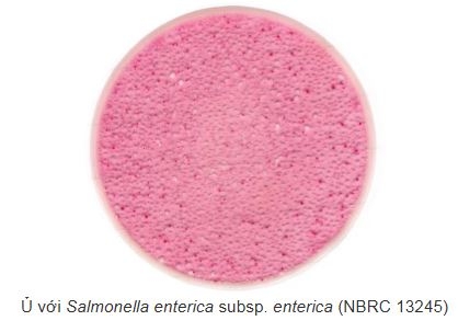 Khuẩn lạc Enterobacteriaceae trên Easy Plate