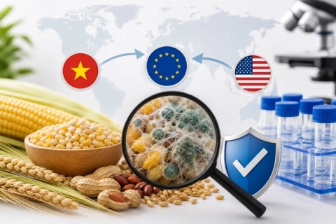 Quy định về giới hạn mycotoxin tại Việt Nam & quốc tế