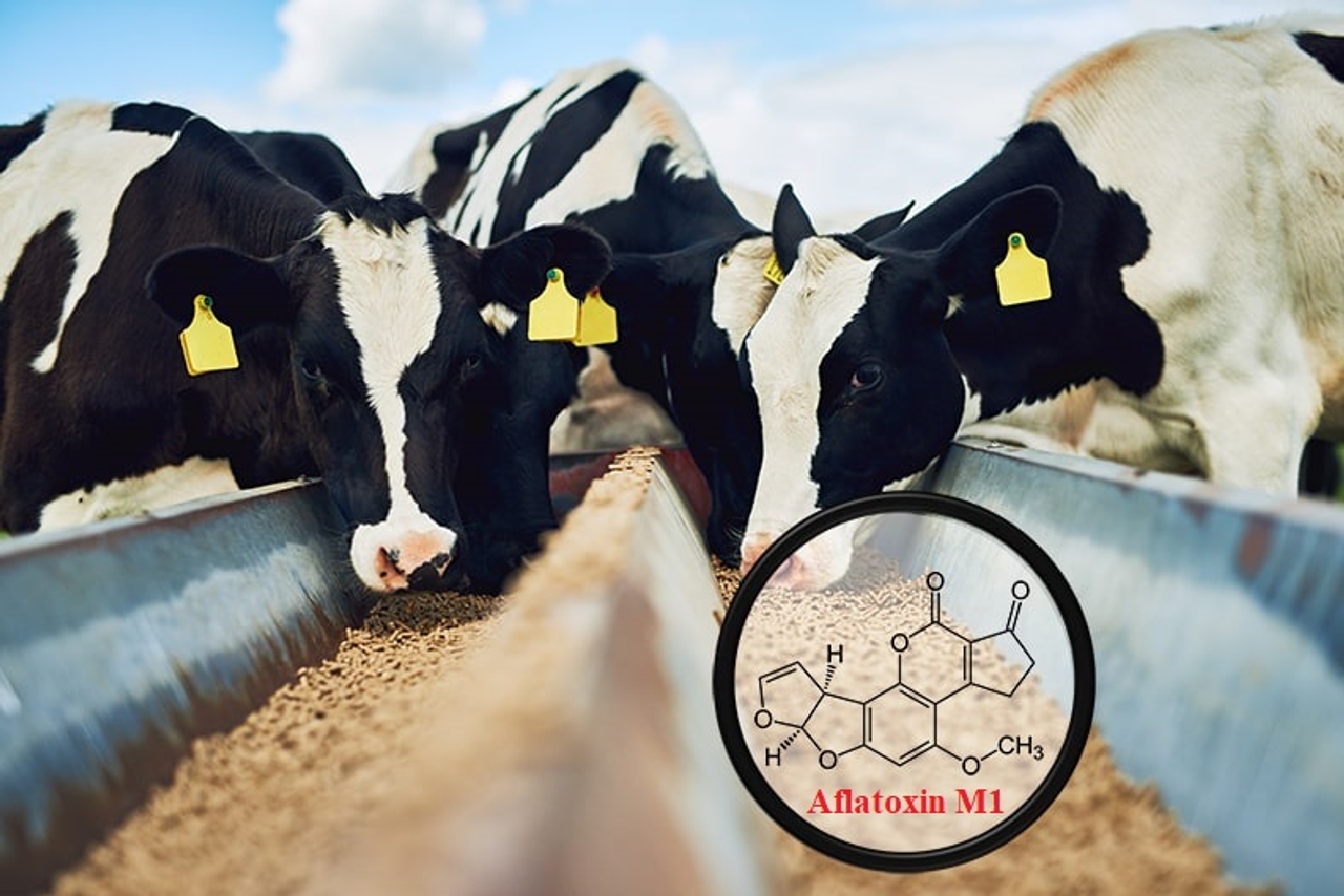 Aflatoxin M1