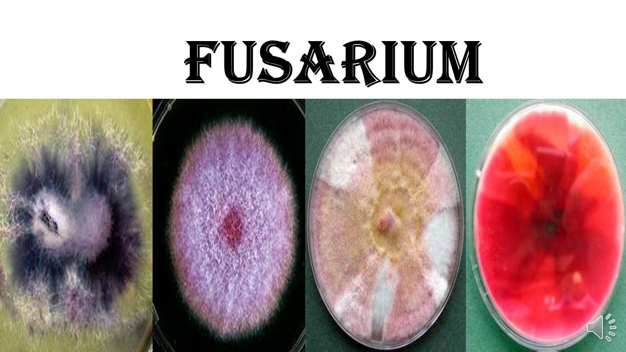 Fusarium