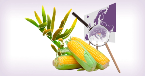 Mối đe dọa trong độc tố nấm mốc mycotoxin