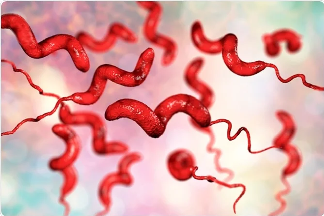 Vi khuẩn Campylobacter