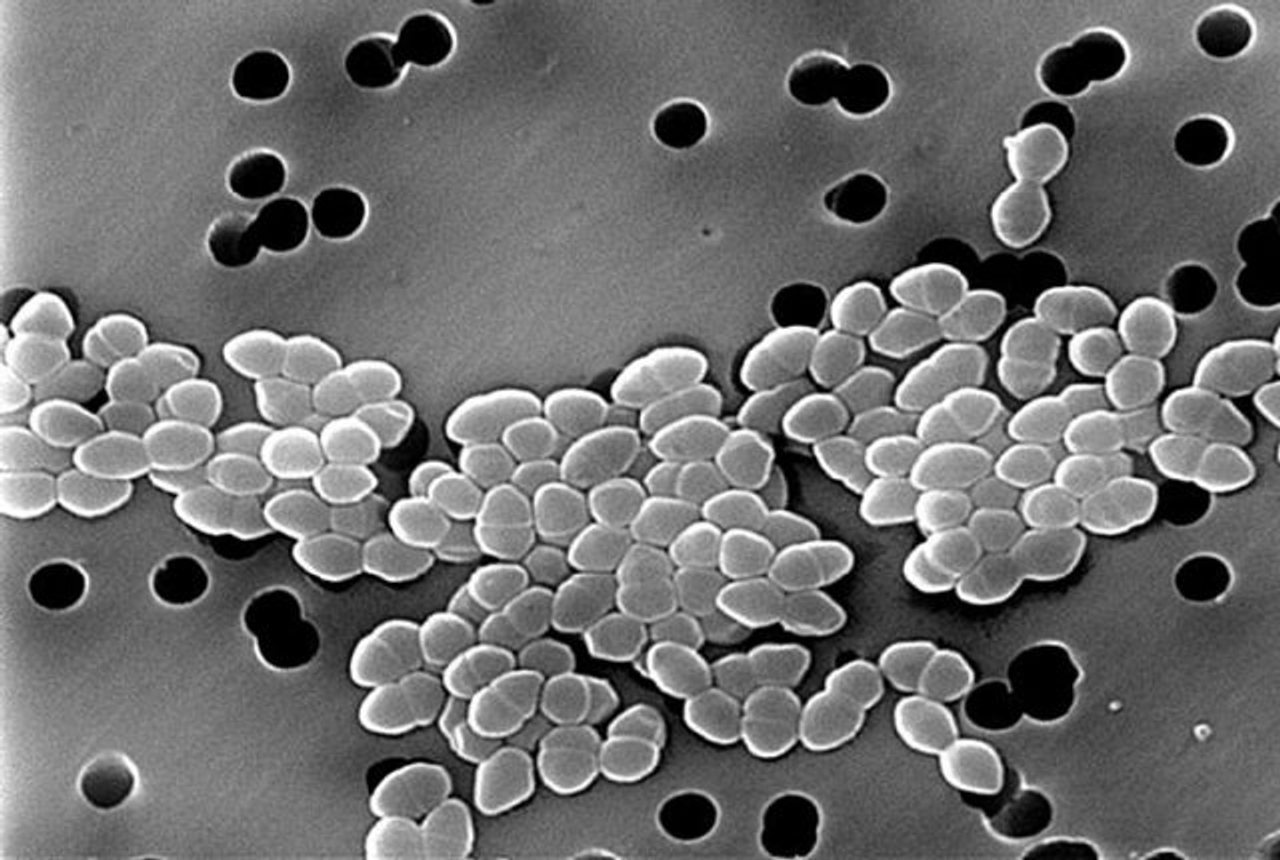 Vi khuẩn Enterococci