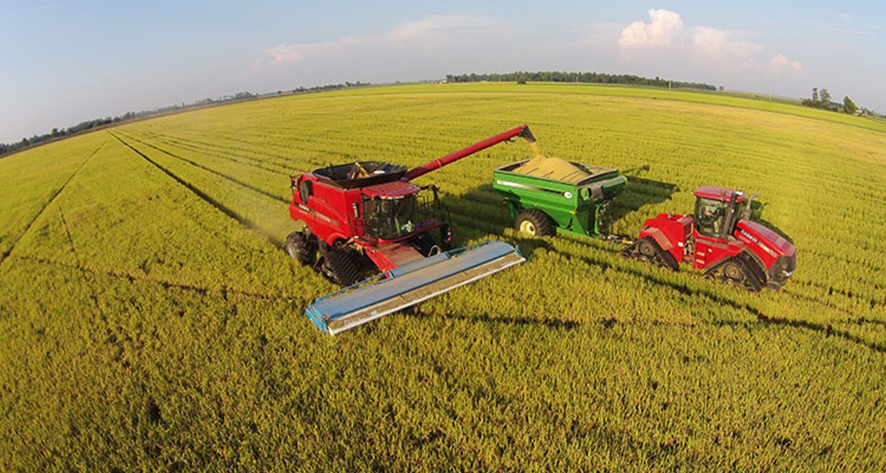 Cập nhật giới hạn pháp lý của EU và Hoa Kỳ đối với độc tố nấm mốc Fusarium