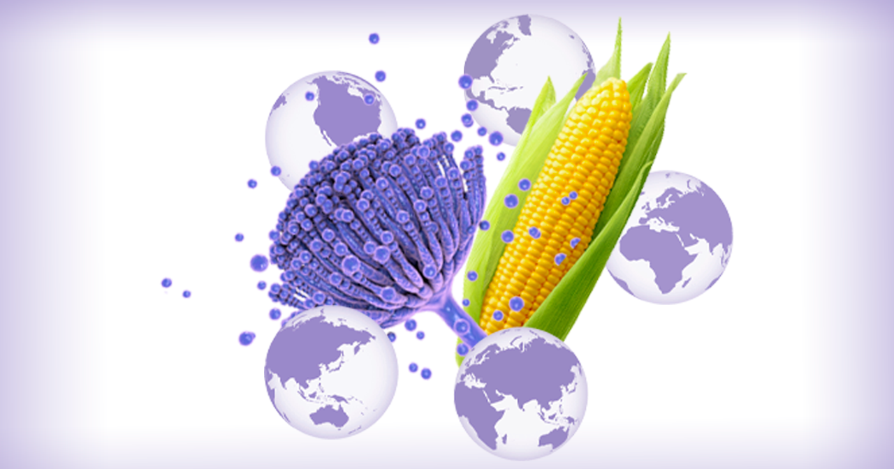 Độc tố nấm mốc mycotoxin