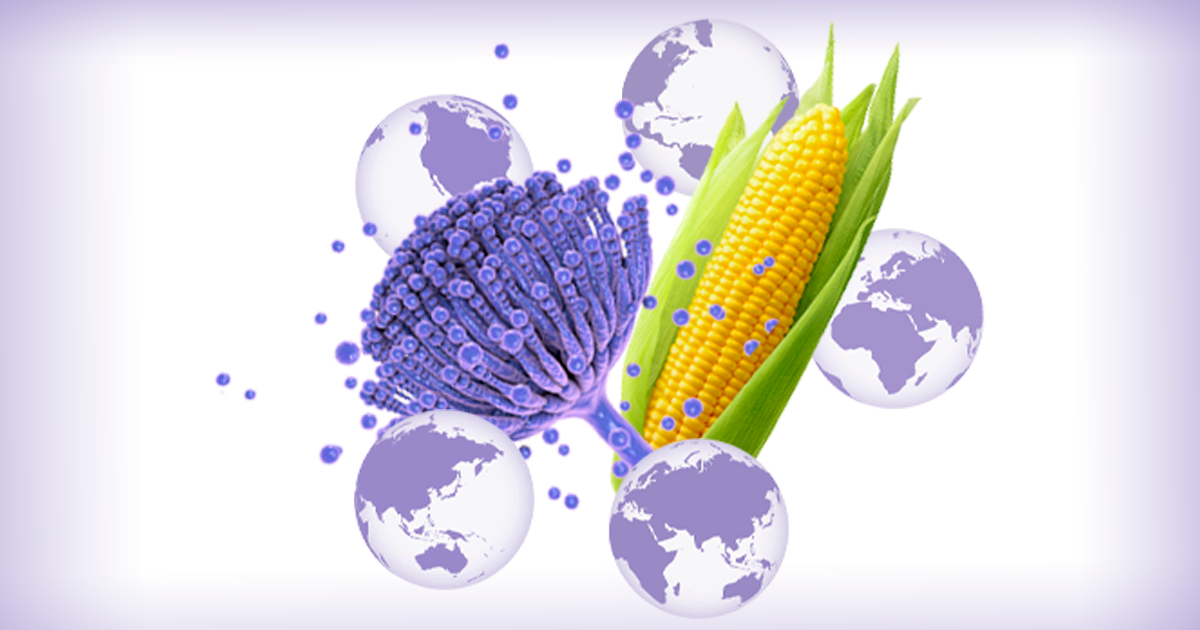 Độc tố nấm mốc mycotoxin