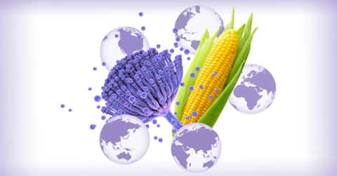 Độc tố nấm mốc mycotoxin