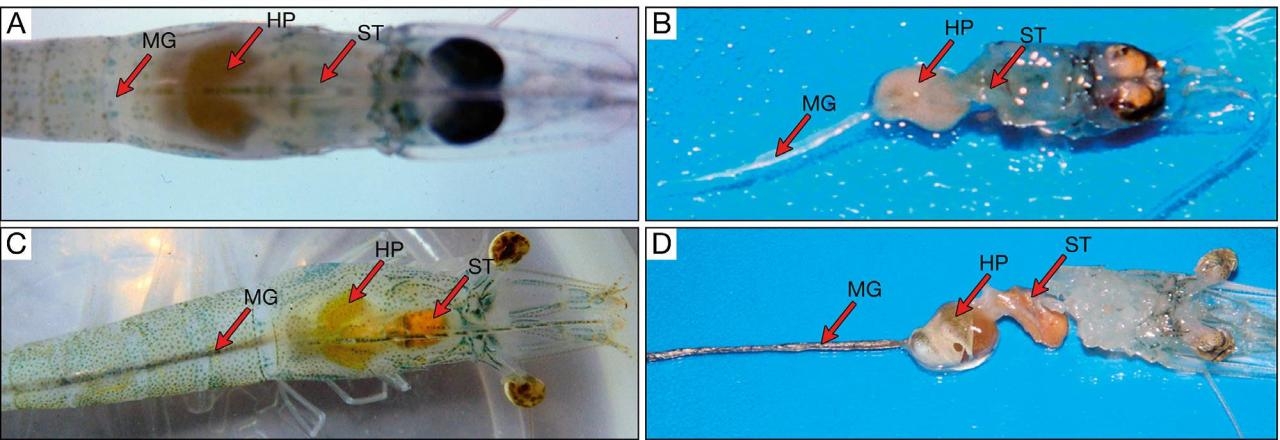 Vibrio parahaemolyticus trên tôm