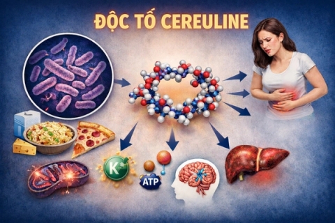 Độc tố Cereuline là gì