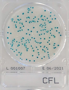Đĩa Compact Dry CF-L Coliform
