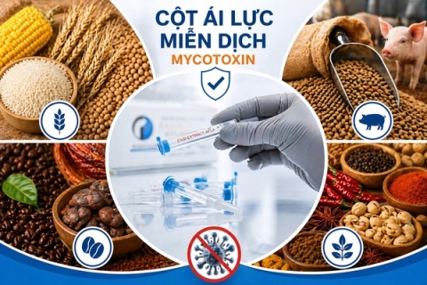 Ứng dụng cột ái lực miễn dịch mycotoxin trong từng ngành