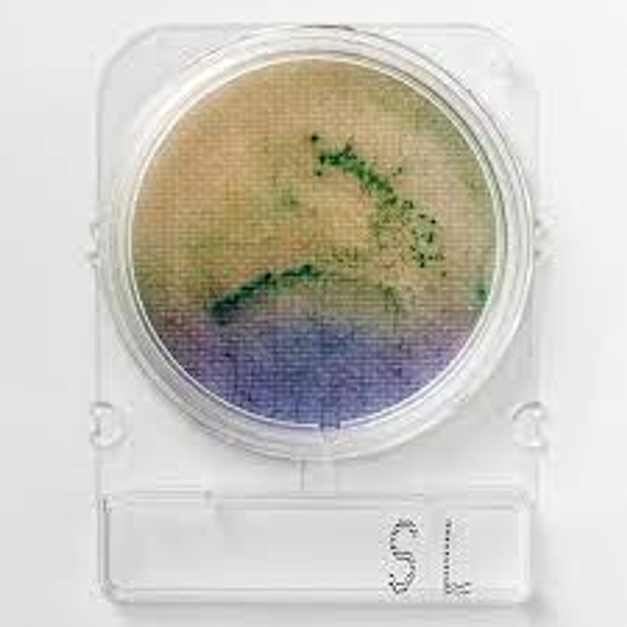 Đĩa môi trường kiểm Salmonella