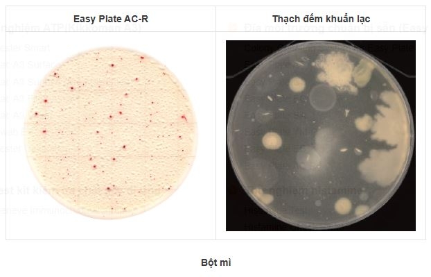 Khuẩn lạc trên đĩa Easy Plate AC-R