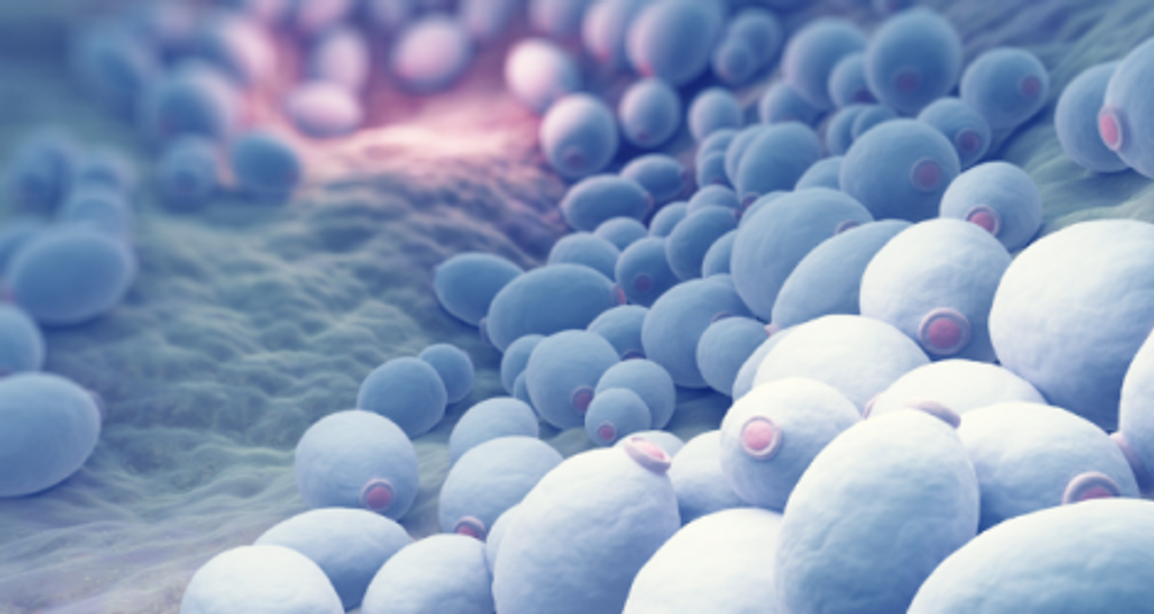 men vi sinh Saccharomyces Boulardii