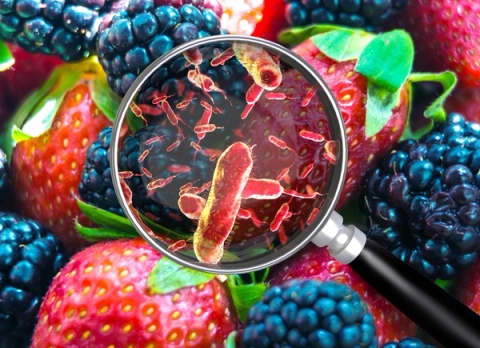 Vi khuẩn Bacillus cereus trong thực phẩm