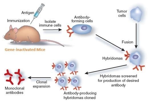Phương pháp tạo kháng thể Hybridomas từ chuột