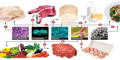 Kiểm nghiệm vi sinh vật trong thực phẩm bằng phương pháp PCR
