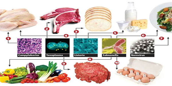 Kiểm nghiệm vi sinh vật trong thực phẩm bằng phương pháp PCR