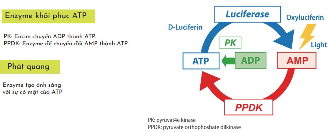 Nguyên lý đo ATP
