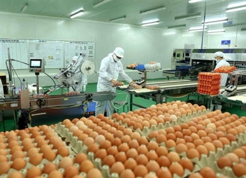 Thử nghiệm ATP tại nhà máy sản xuất trứng
