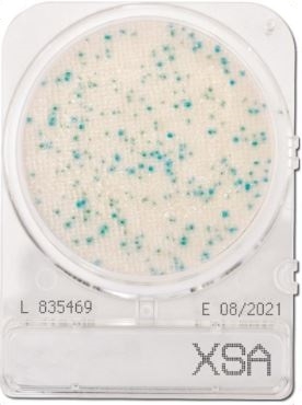 Đĩa Compact Dry X-SA Staphylococcus aureus