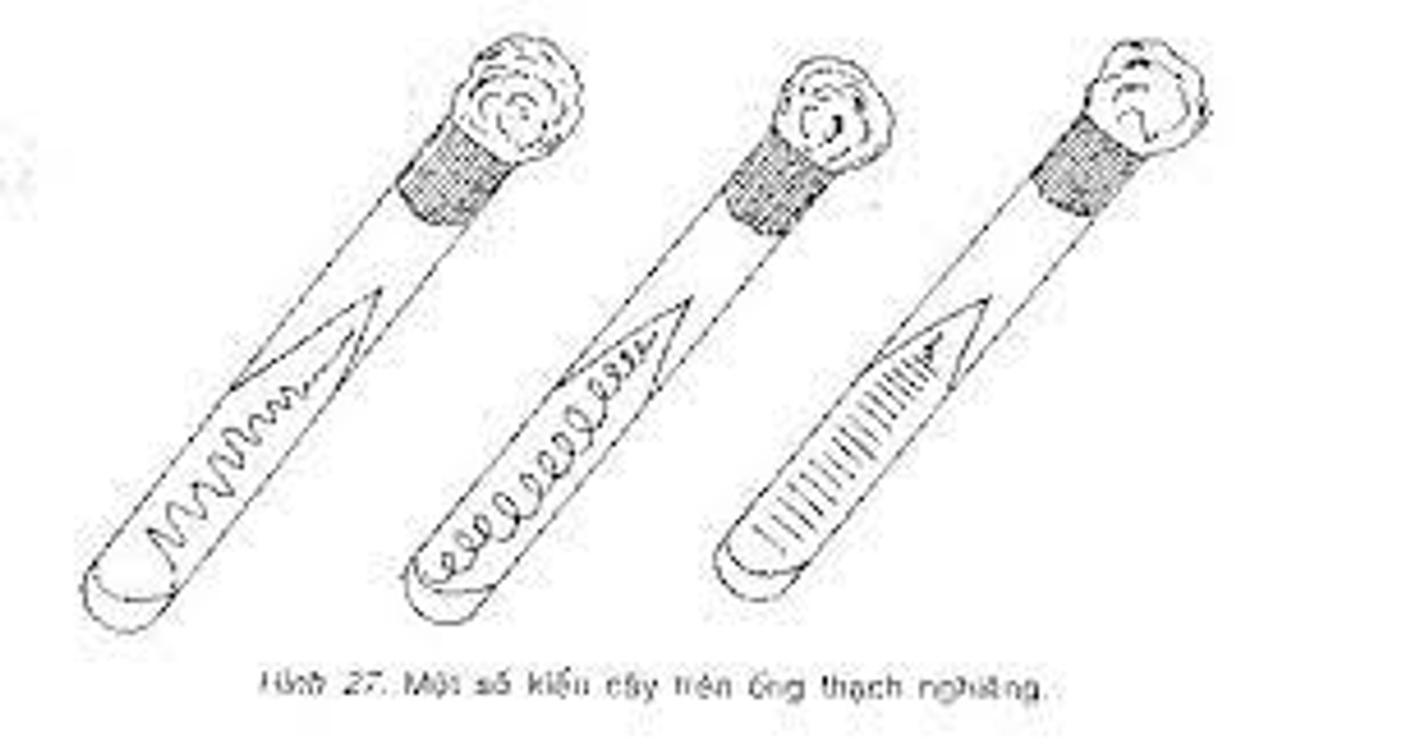 môi trường nuôi cấy thạch nghiêng