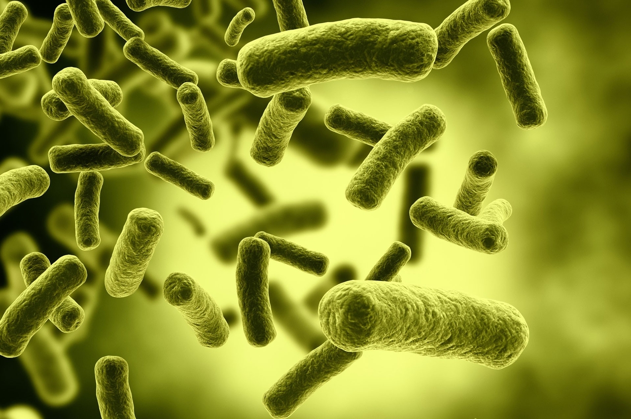vi khuan bacillus cereus