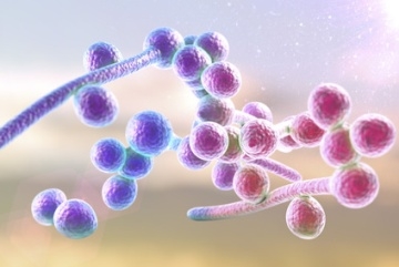 nâm men candida albicans