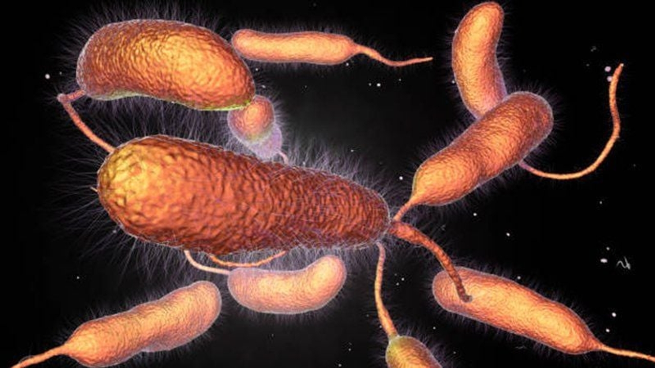 Vi khuẩn Vibrio