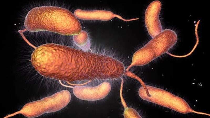 Vi khuẩn Vibrio