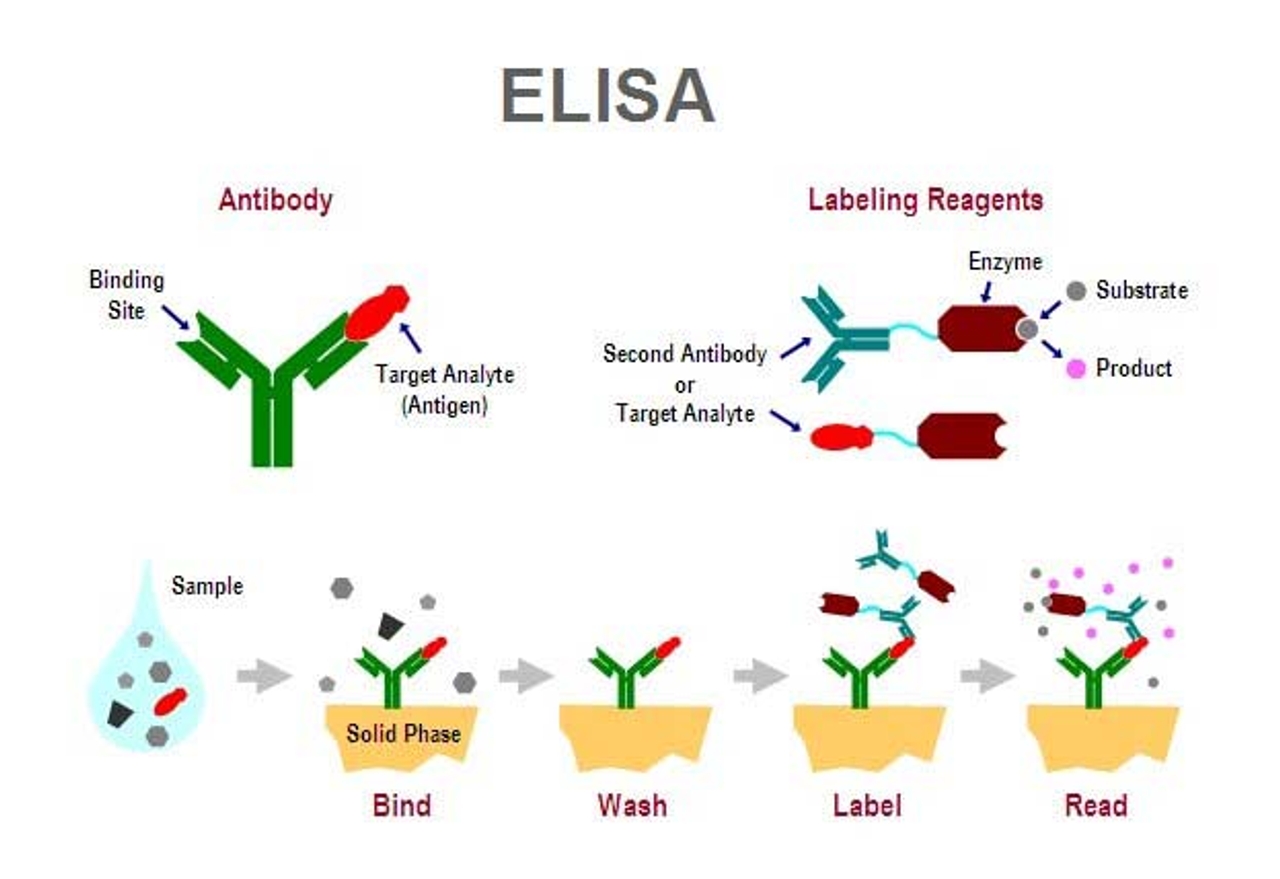 Kỹ thuật ELISA