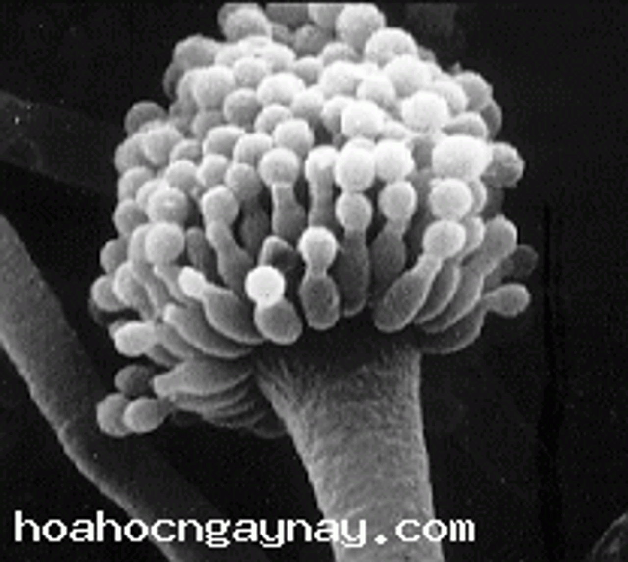 Aspergillus c52317c20ba4cc559a7568041720500e
