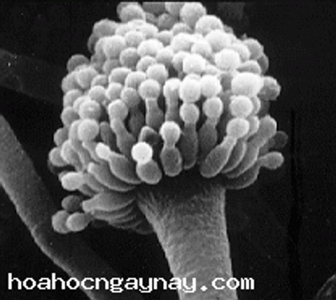 Aspergillus c52317c20ba4cc559a7568041720500e