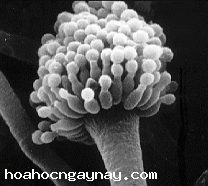 Aspergillus c52317c20ba4cc559a7568041720500e