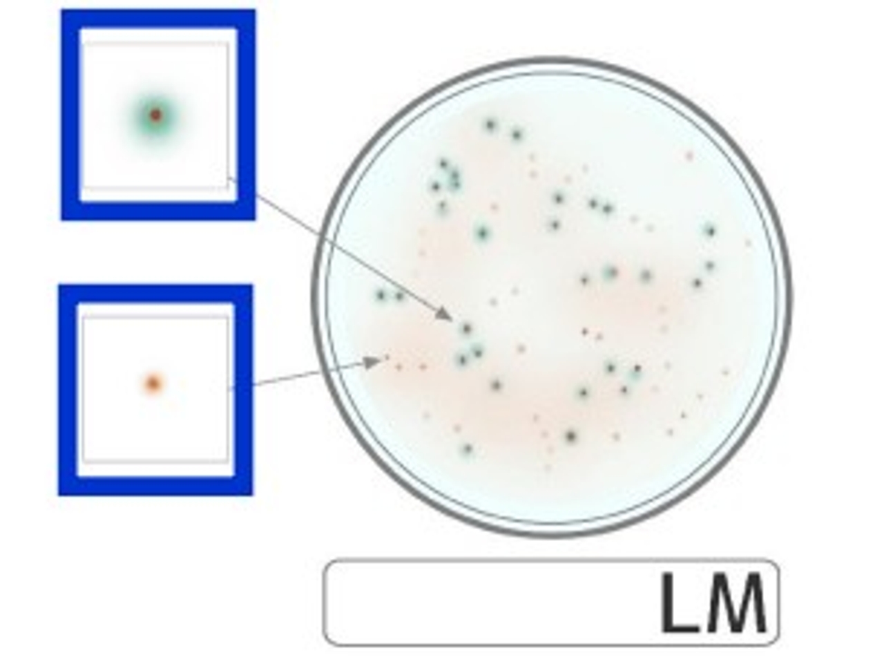 Đĩa Compact Dry LM