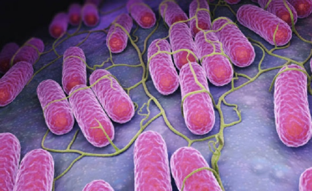 Vi khuẩn Salmonella