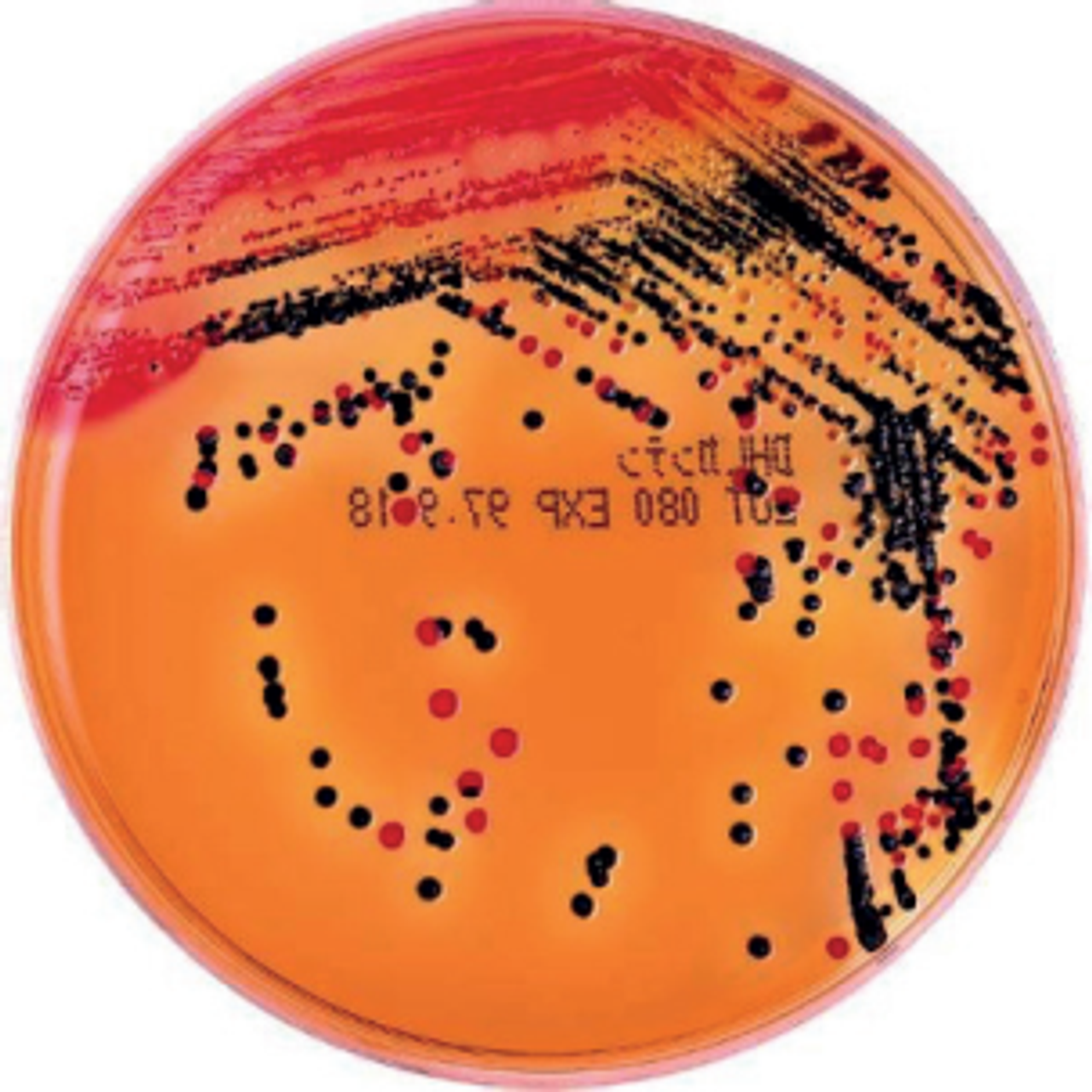 DHL Agar 05040 Shimadzu