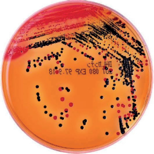 DHL Agar 05040 Shimadzu
