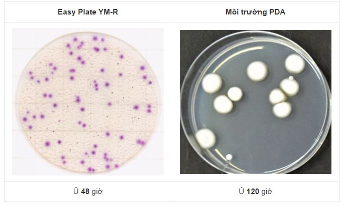 Khuẩn lạc men mốc trên đĩa Easy Plate YM-R