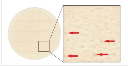 Cách đọc kết quả trên đĩa Easy Plate AC-R
