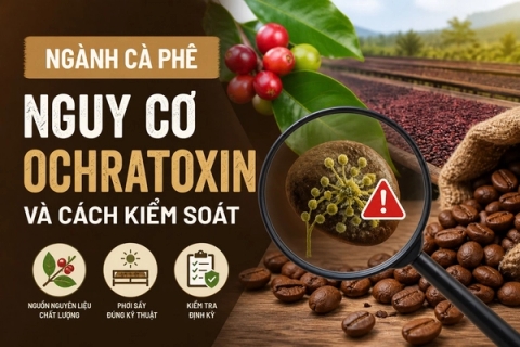 Ngành cà phê Nguy cơ Ochratoxin và cách kiểm soát hiệu quả
