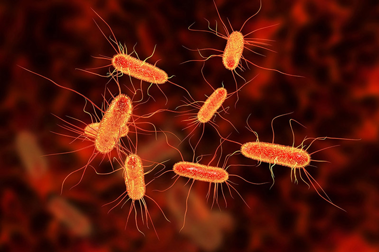 Vi khuẩn E Coli