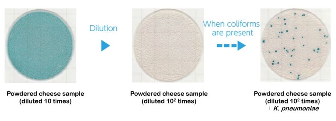 Màu sắc của đĩa Easy Plate CC do enzym tạo ra