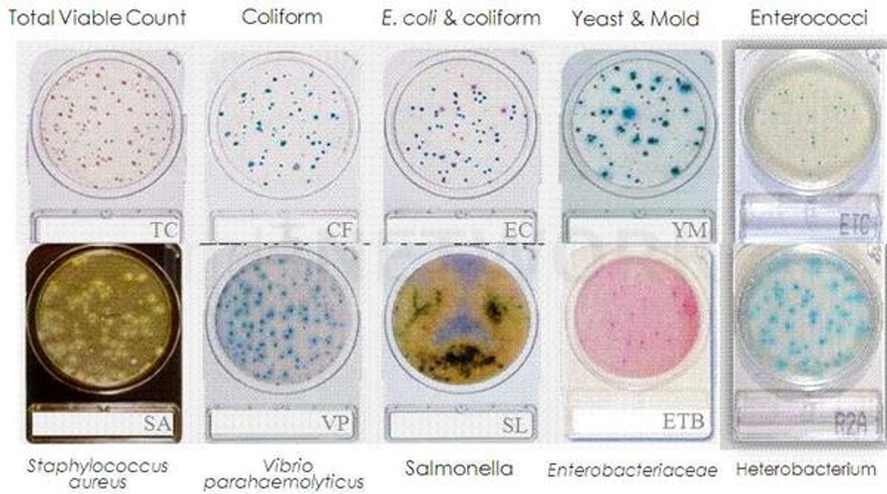 Đĩa môi trường chuẩn bị sẵn compact dry vibrio