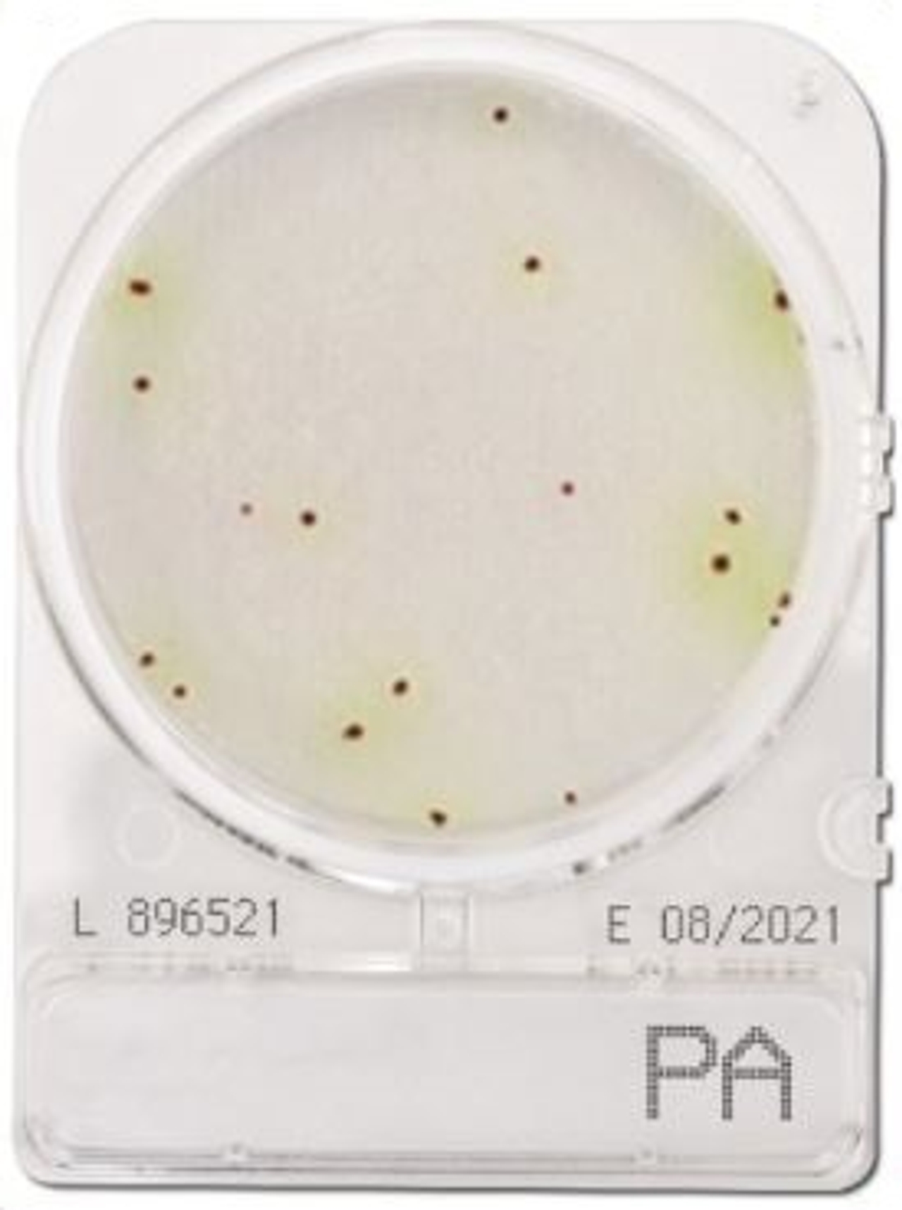 Đĩa Compact Dry Pseudomonas Aeruginosa | Compact Dry Pseudomonas Aeruginosa | Shimadzu