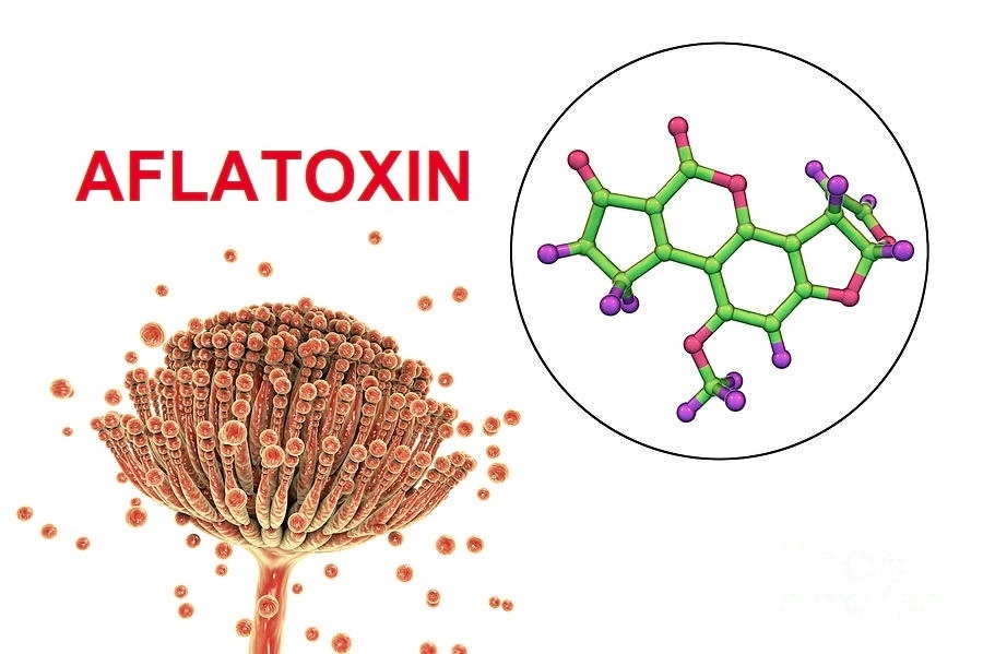 Hàm lượng Aflatoxin cho phép trong thực phẩm