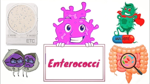 Enterococci là vi khuẩn gì