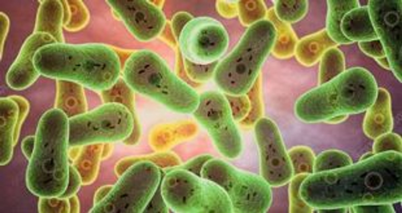 Vi khuẩn Vibrio parahaemolyticus