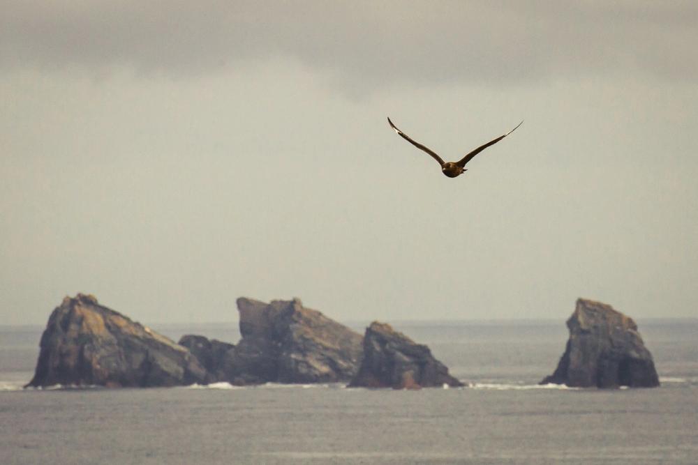 Bonxie (Great skua) flying above sea stacks