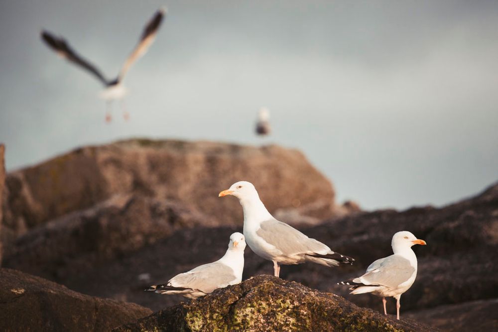 Seagulls on rocks